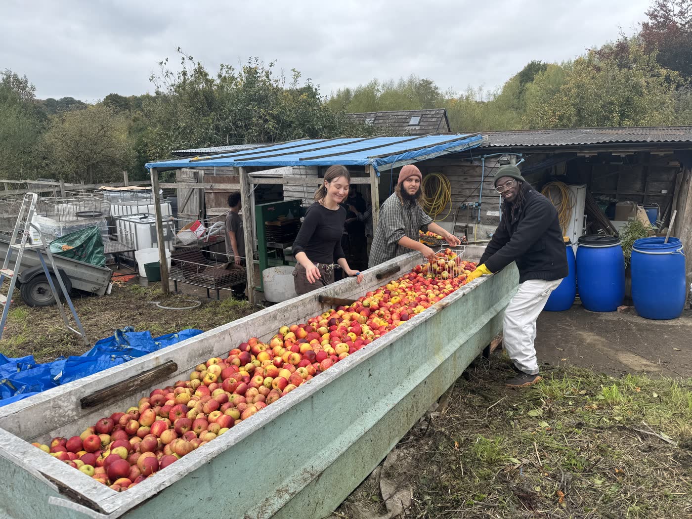 Volunteers sorting apples along a long wash trough