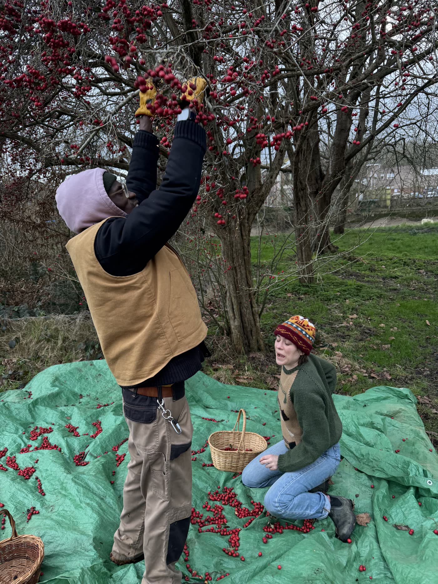 Two people harvesting berries from a tree